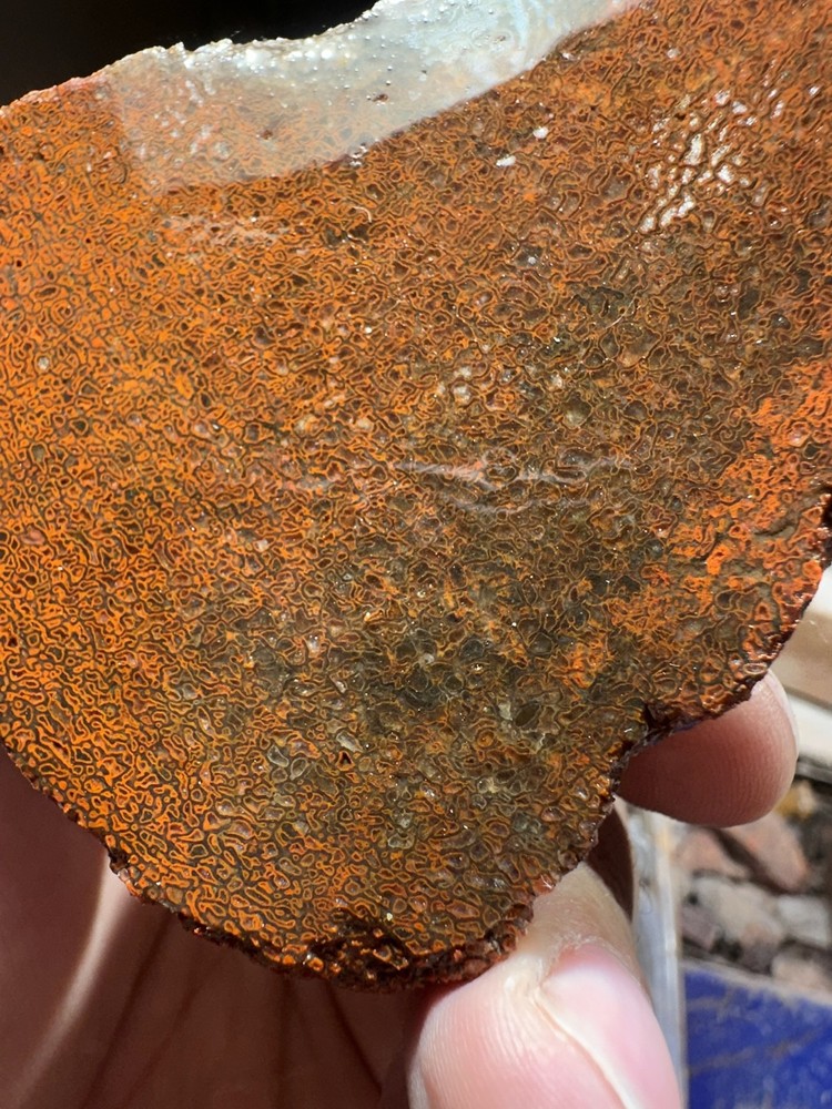 Dinosaur bone rough **hxtled end cut.