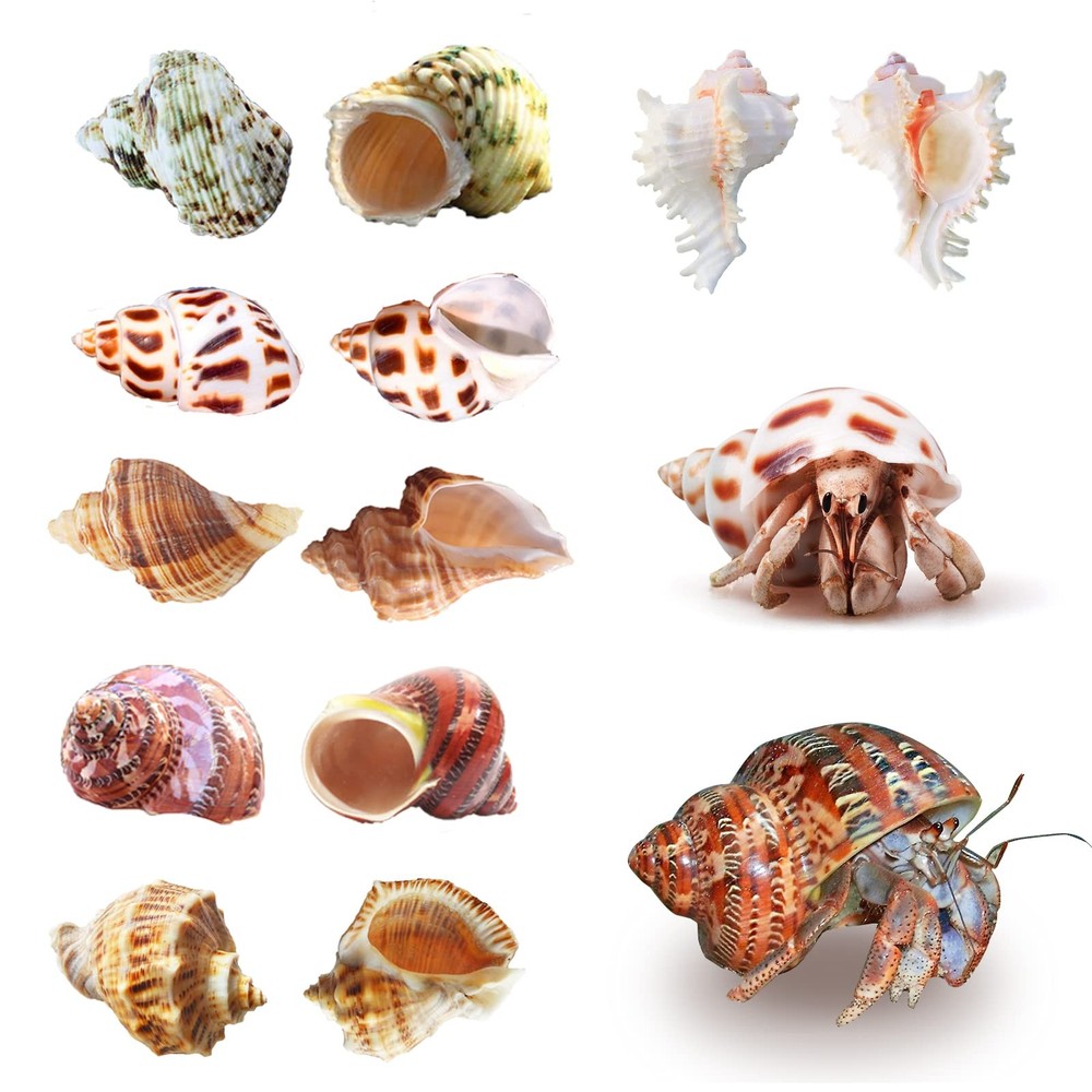 Hermit Crab Shells Medium to Large Growth Turbo Seashells 1"-2" Openning Size...