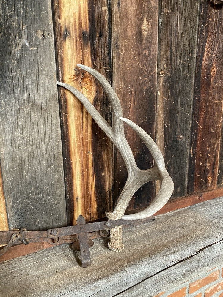 Decor Mule Deer Shed ~ Antler