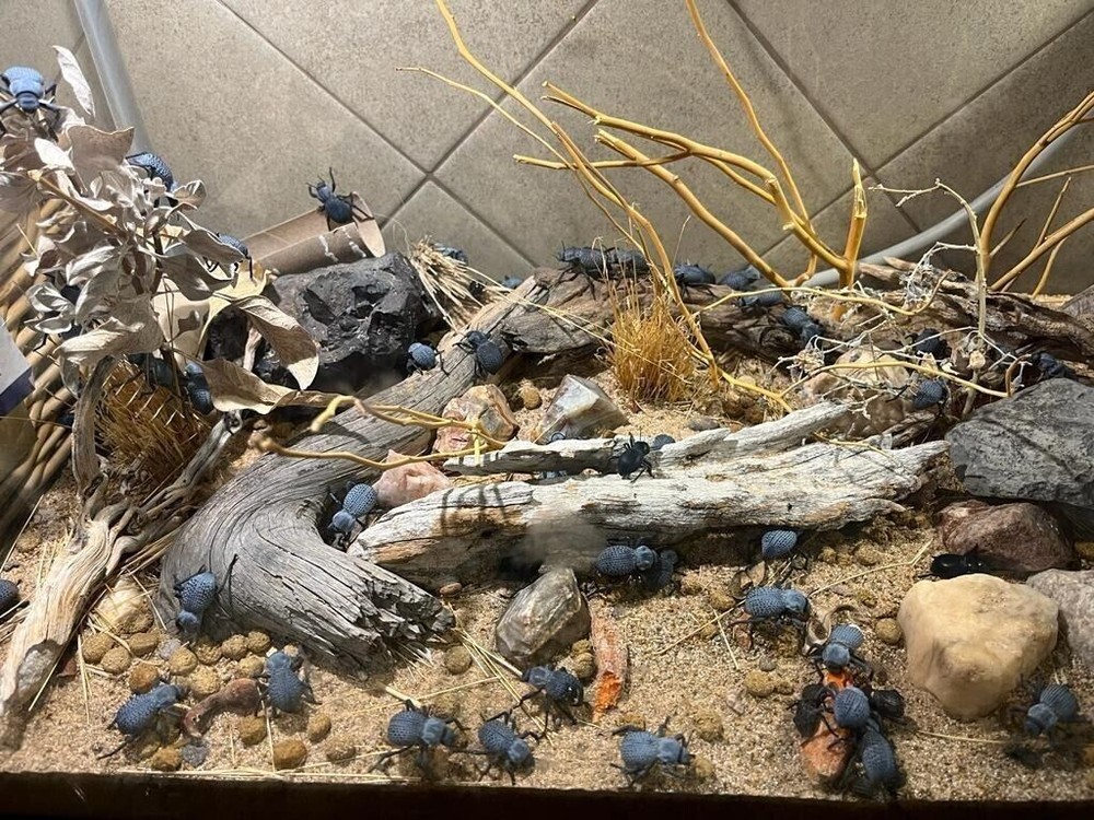 Blue Death Feigning Beatlee (Group of 5!) BDFB plus 2 Smooth DFB!