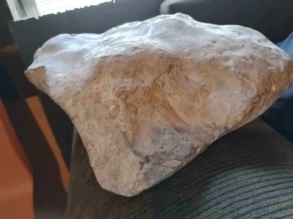 DEFINITELY A DINO BONE... DON'T KNOW WHICH ONE YET.. PLEASE HELP ME IDENTIFY IT.