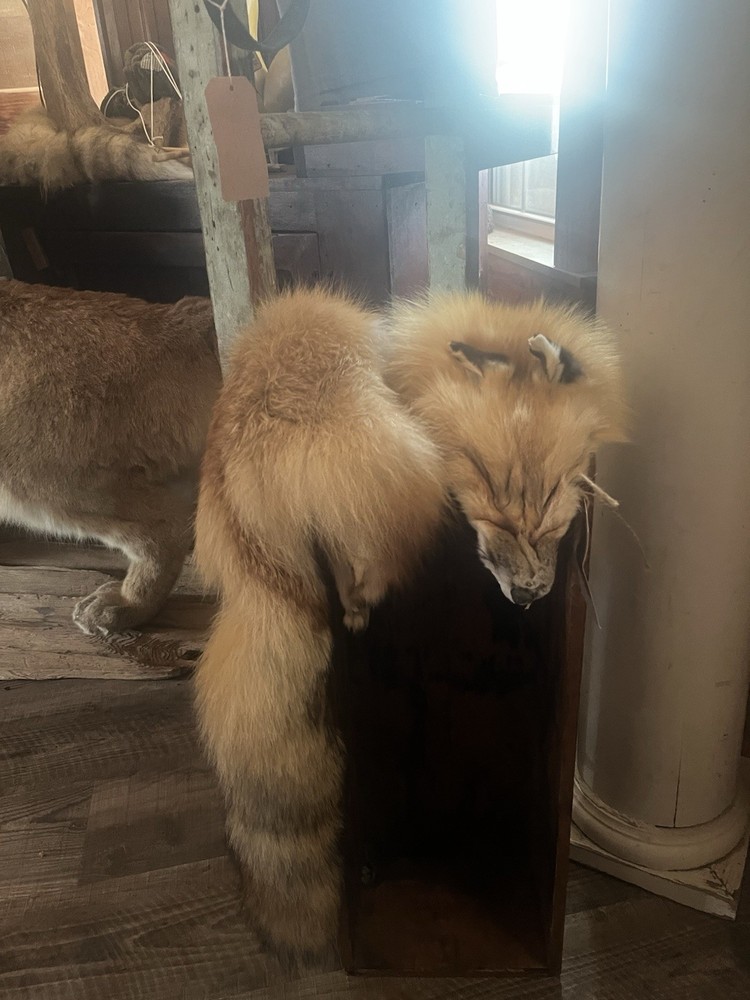 Fox Hide