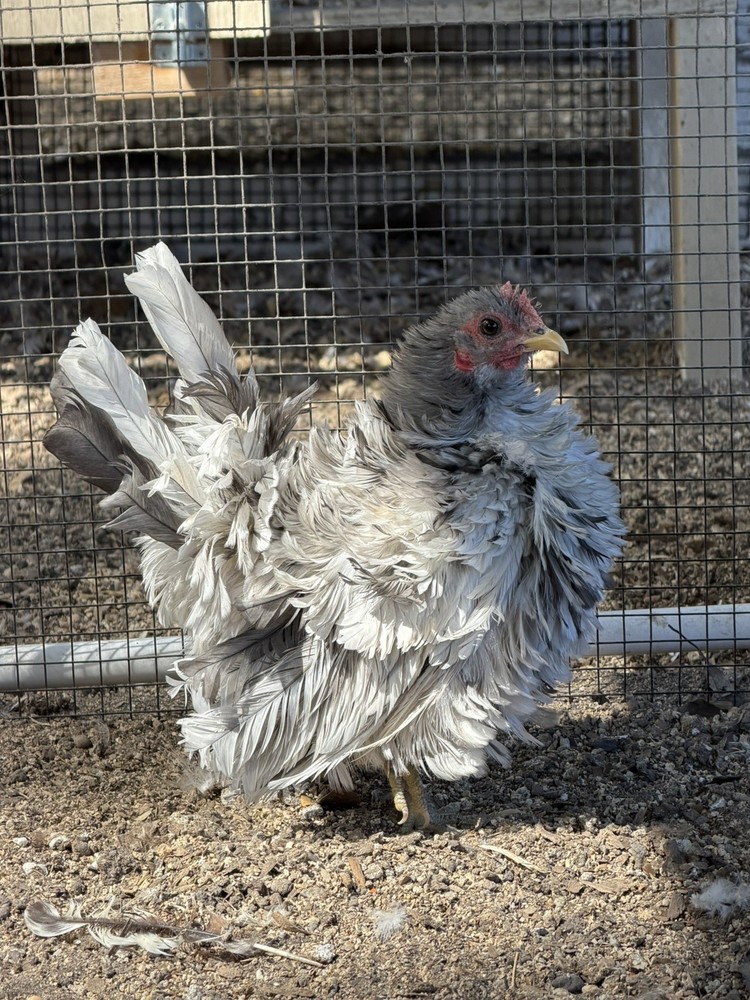 12 ++ Serama Hatching eggs NPIP/AI and PT Clean