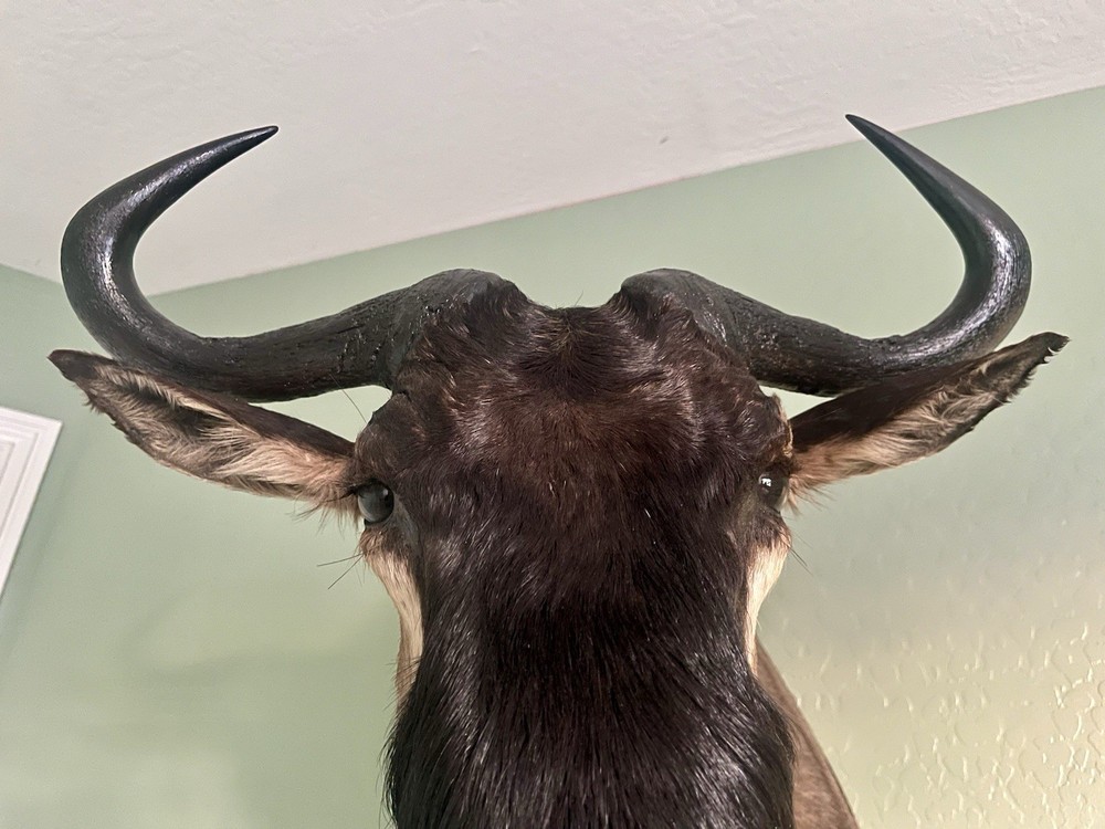 Blue Wildebeest Taxidermy Shoulder Mount