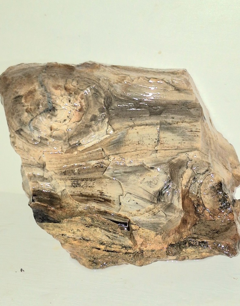 Petrified Wood