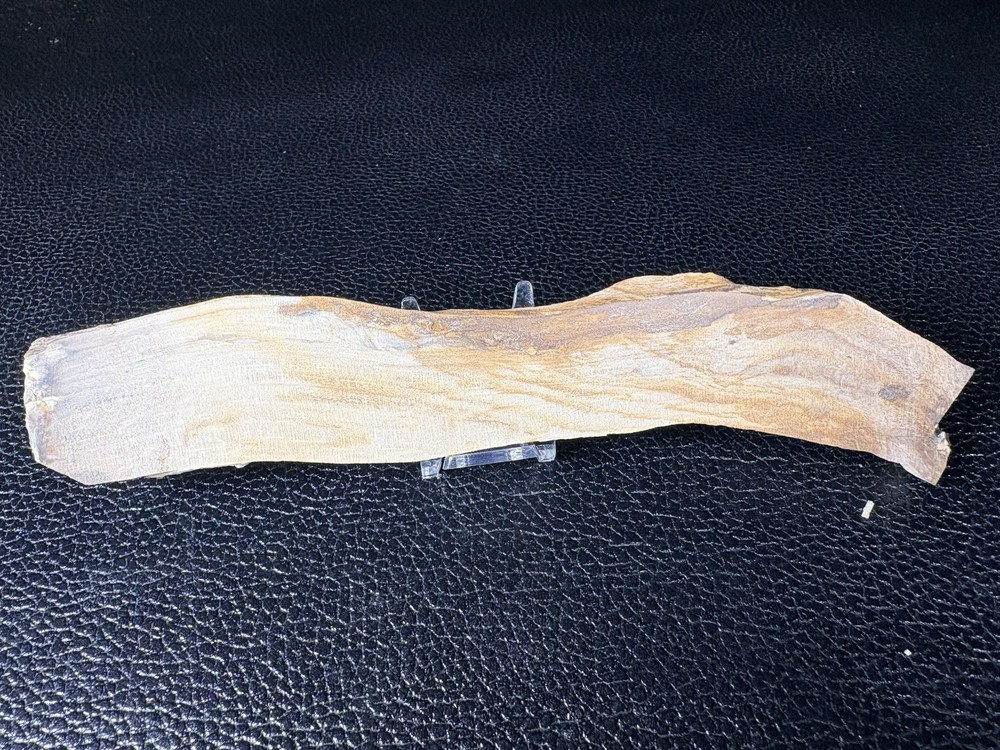 Opalized Petrified Wood Display Specimen From Oregon's Blue Mountains