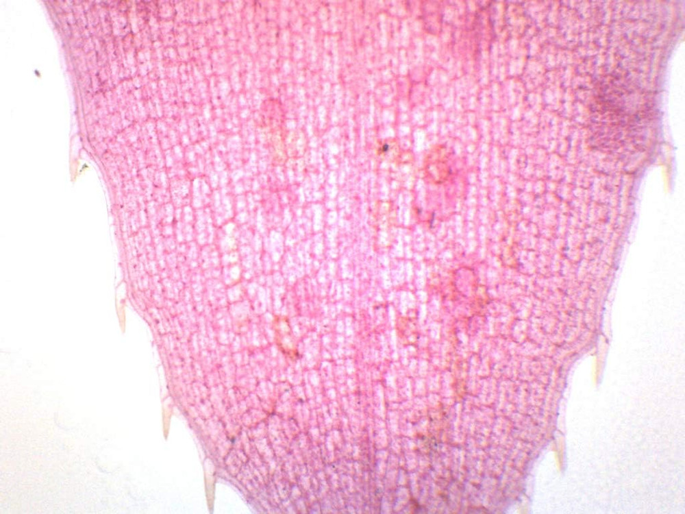 Elodea, Submerged Leaf - Prepared Microscope Slide - 75 X 25Mm - Microscopy