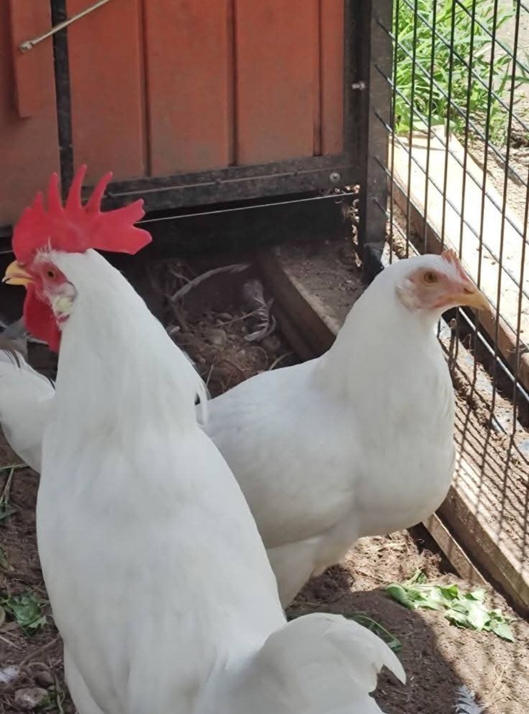 6+ Purebred White Leghorn Chicken Hatching Eggs