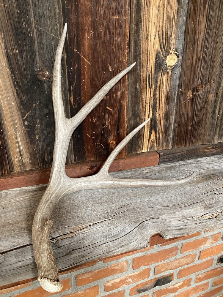 Decor Mule Deer Shed ~ Antler