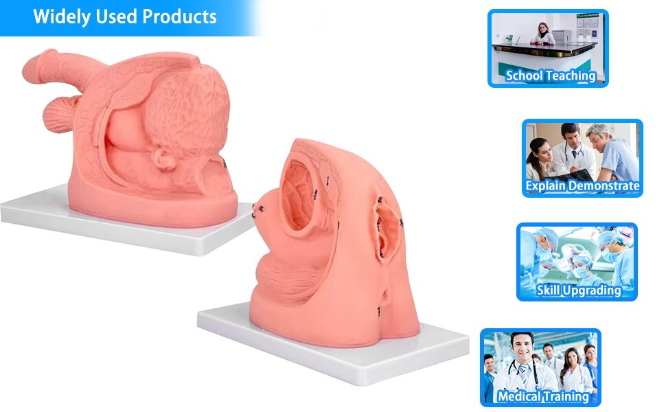 1PCS Male Urethral Catheterization Training Simulator Model, Simplified Urinary