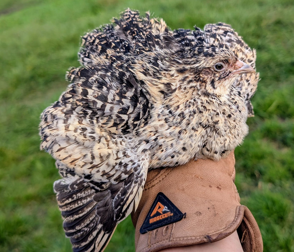 110 ++ Rainbow Coturnix Quail Hatching Eggs NPIP