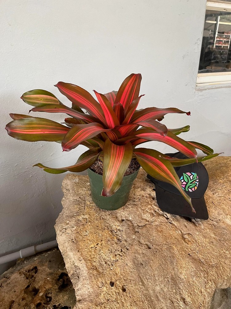 Bromeliad Neoregelia 'Fancy'