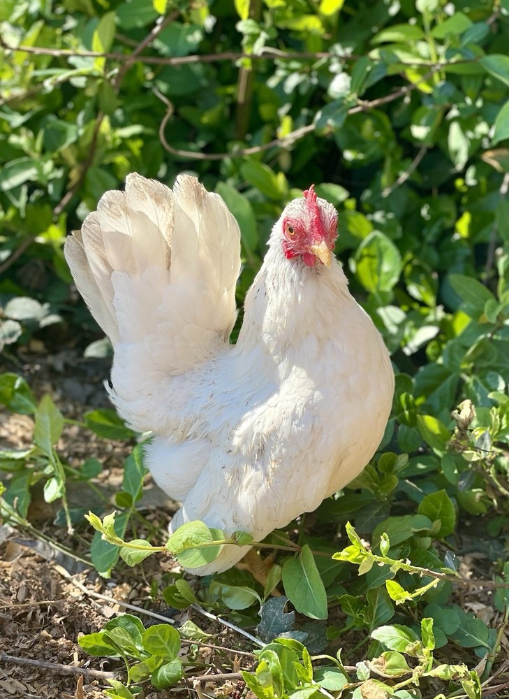 10+ Serama Hatching Eggs | Selectively Bred Line | Fresh Fertile Eggs