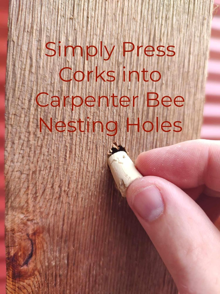 Carpenter Bee Corks - 100 Pack