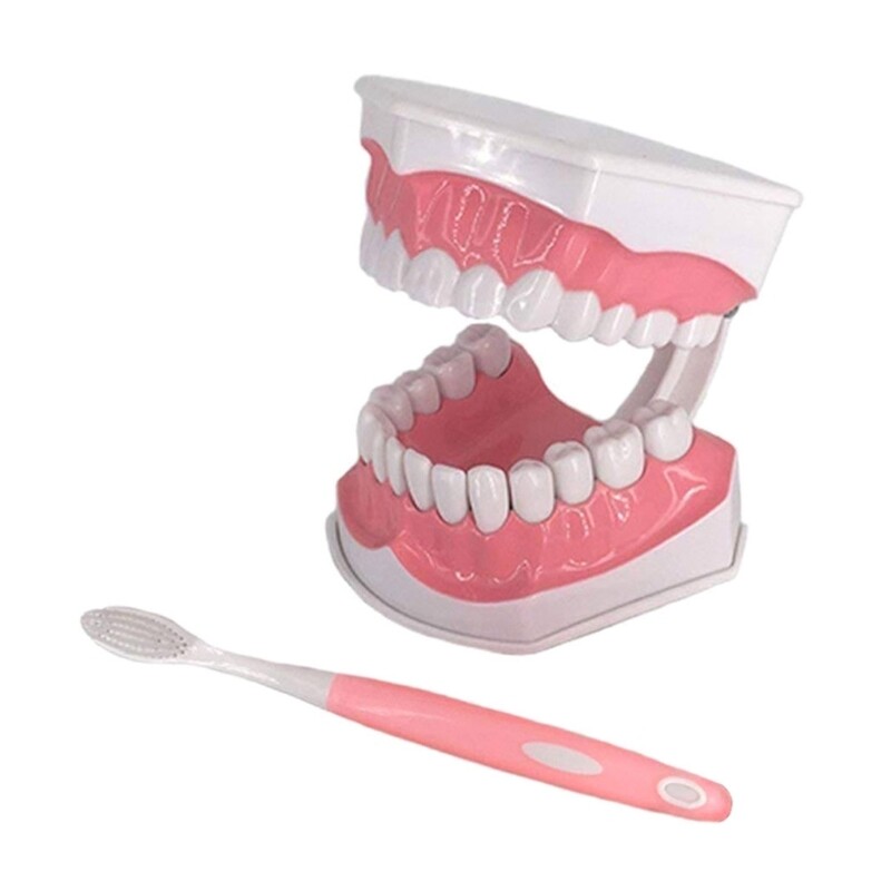 Dental Teaching Model with A Teeth Brush Dentist Educational Demonstration Tool
