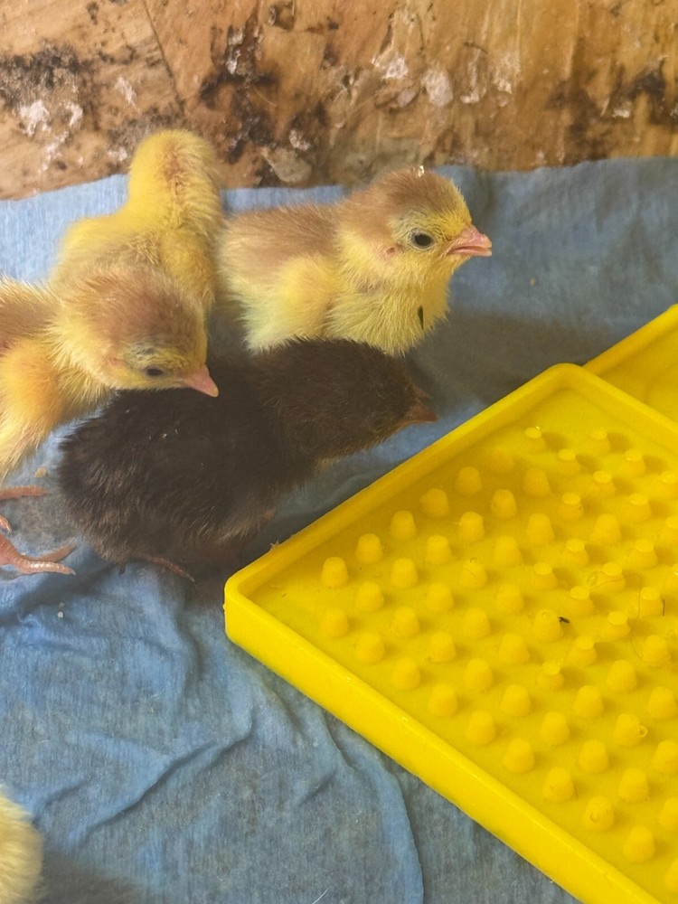 20 Button Quail Hatching Eggs Multiple Colors