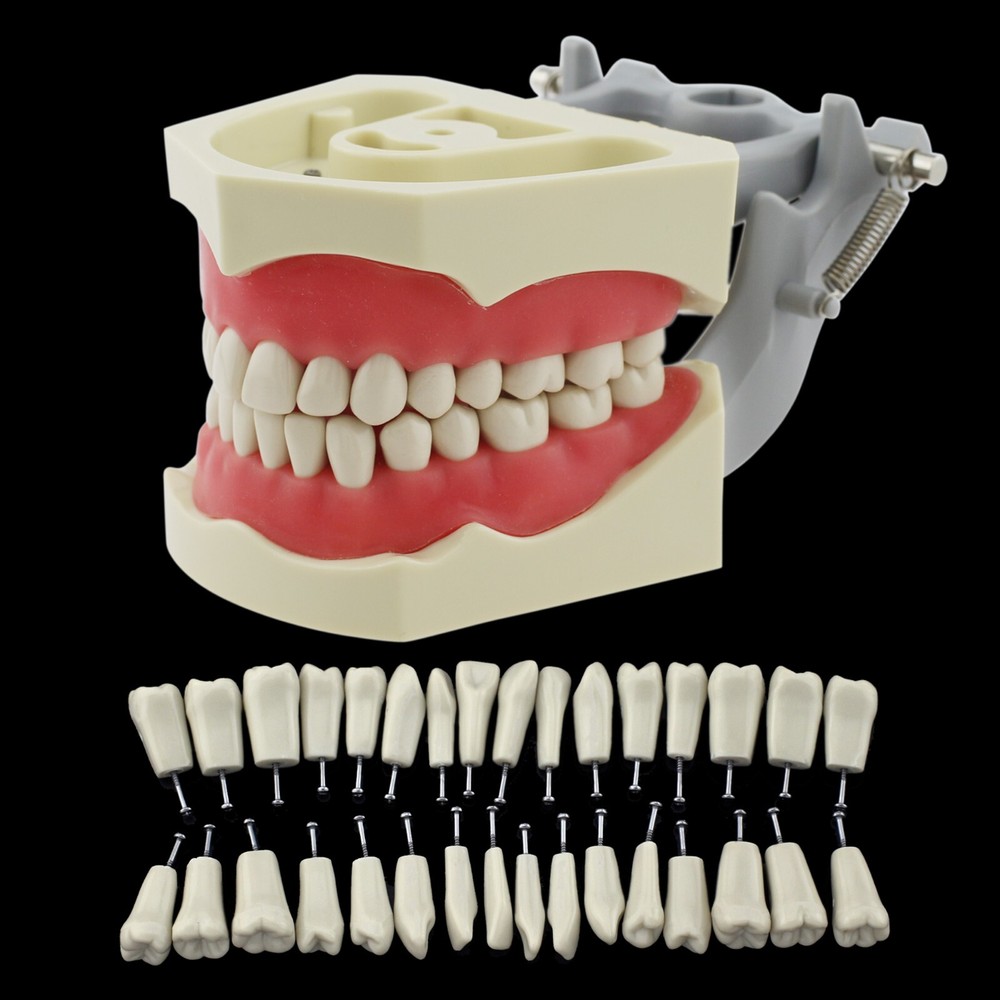 Columbia 860 Dental Typodont Model 32pc Removable Replacement Teeth Soft Gingiva