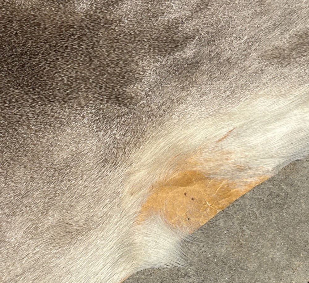 REINDEER Pelt