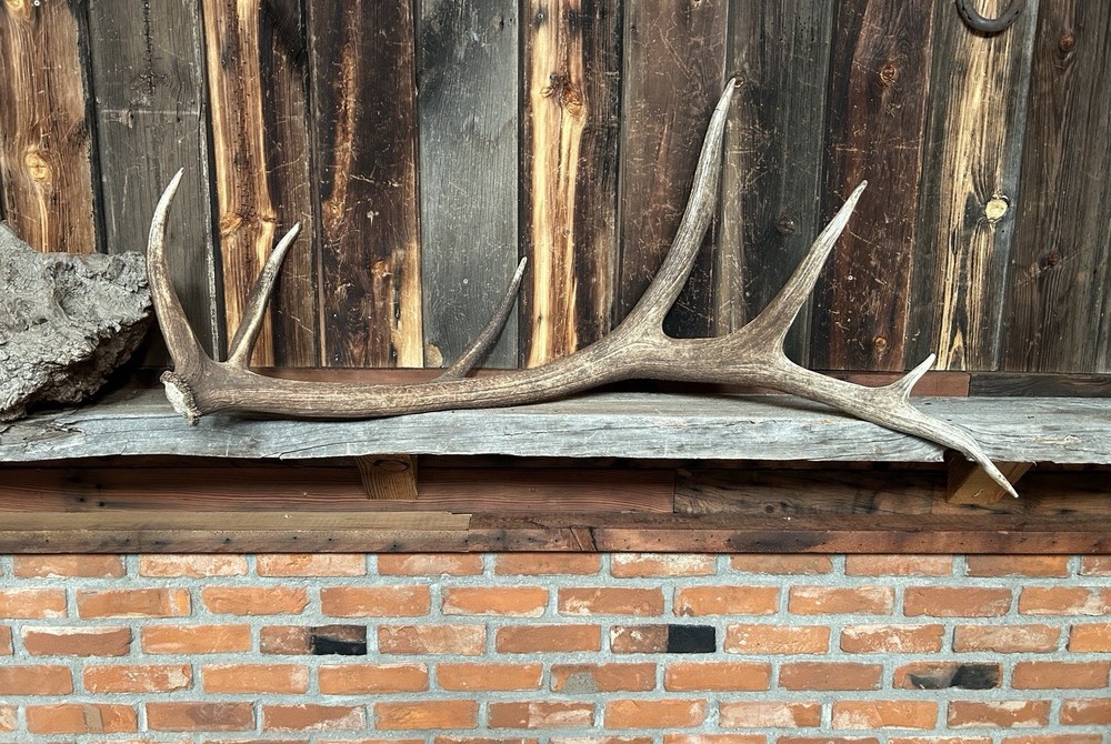 Large 7 Pt Elk Shed ~ Elk Antler ~ Decor