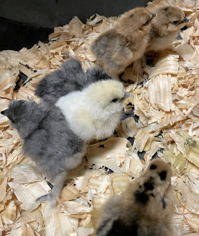 18 Silkie Hatching Eggs