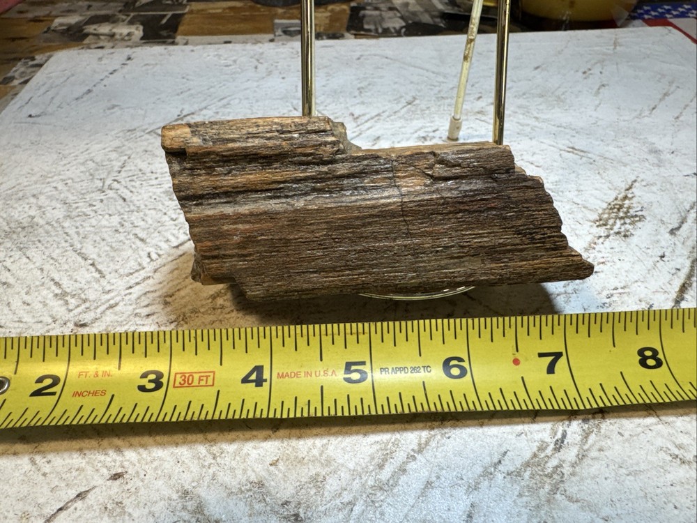 Petrified Wood Specimen 8oz
