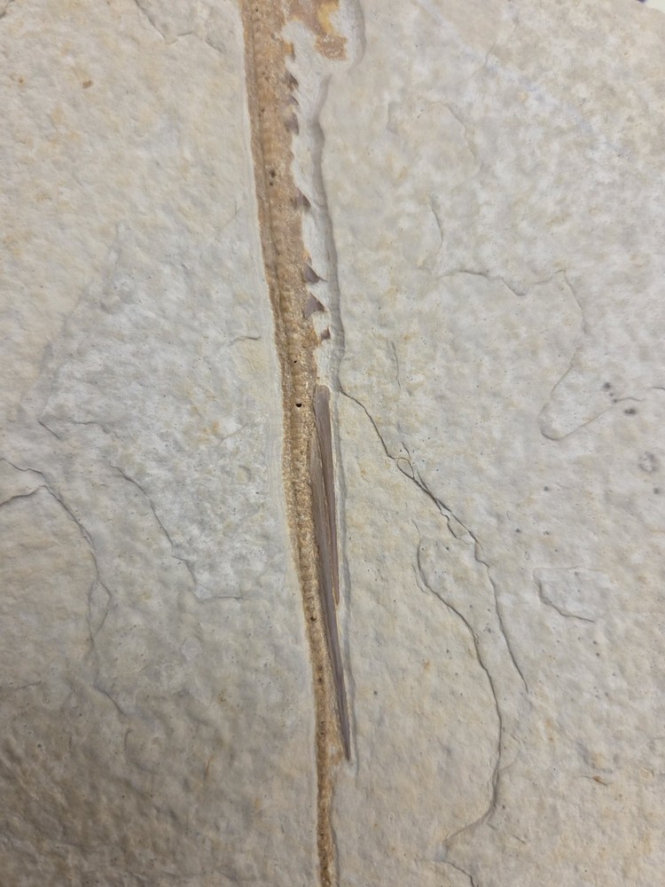 Greenriver Formation Fossils Partial Stingray Disk And Tail W/ Knightia