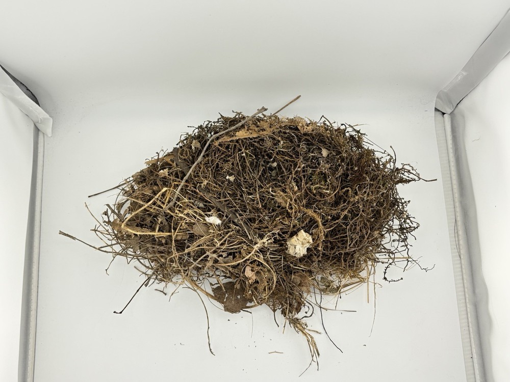 Natural Barn Sparrow Nest Northeast Oklahoma
