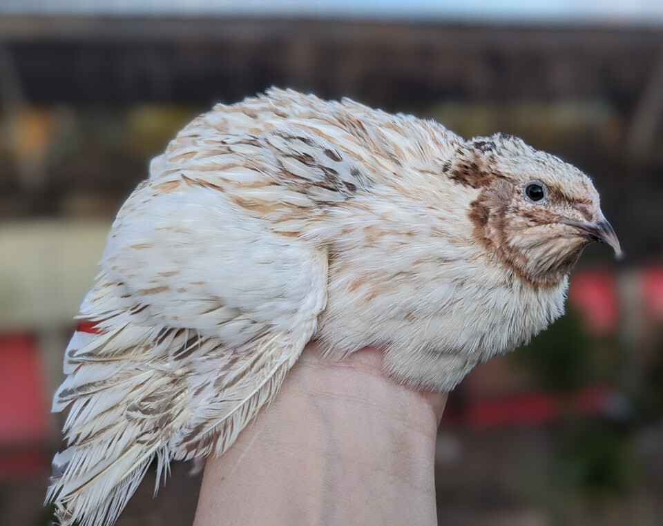 55 +extras Coturnix Quail Hatching Eggs NPIP Flock