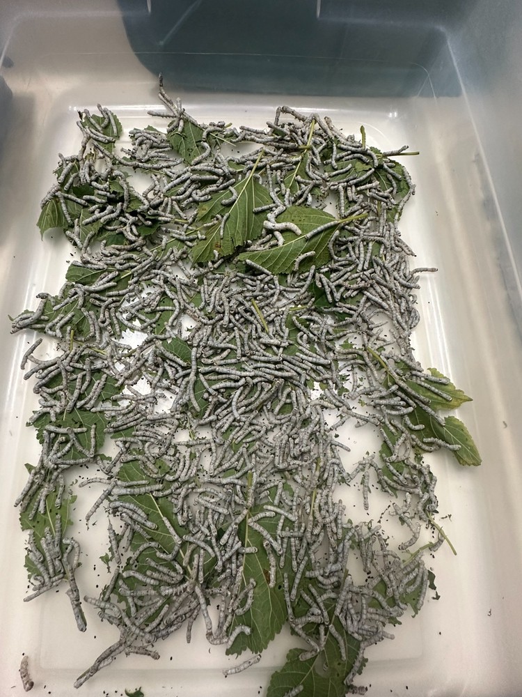 Live Silkworm (Medium Size)