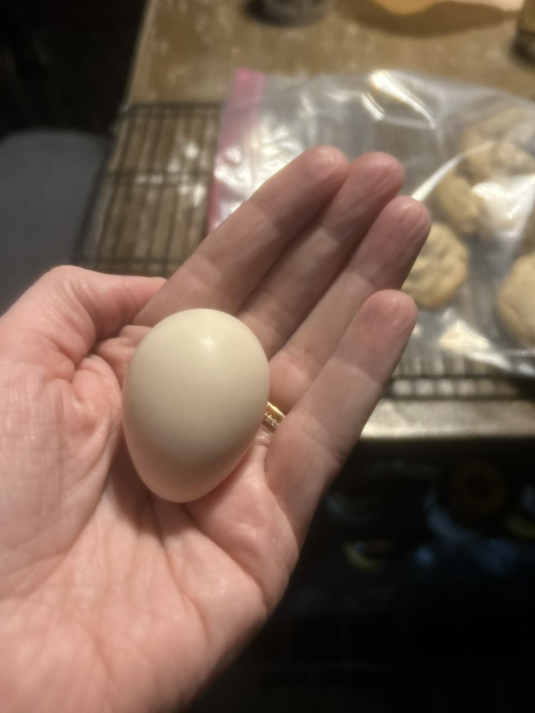 Set of 6 - Bantam White Leghorn Hatching Eggs