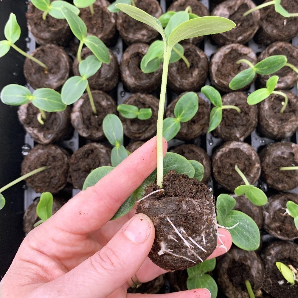 Seed Starting Greenhouse Kit with 25 Cells and 42mm Peat Pellets Includes