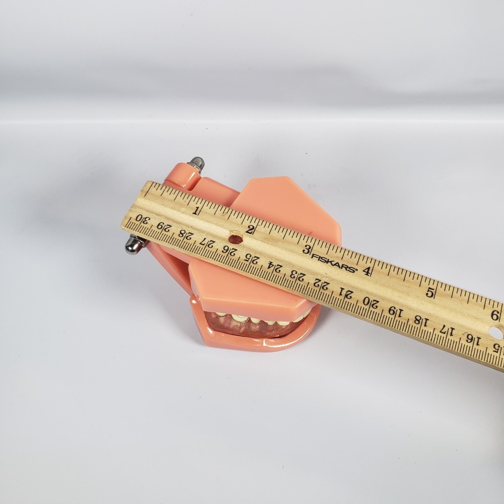 Vintage Training Dental Teeth Model with Removable Teeth (Incomplete)