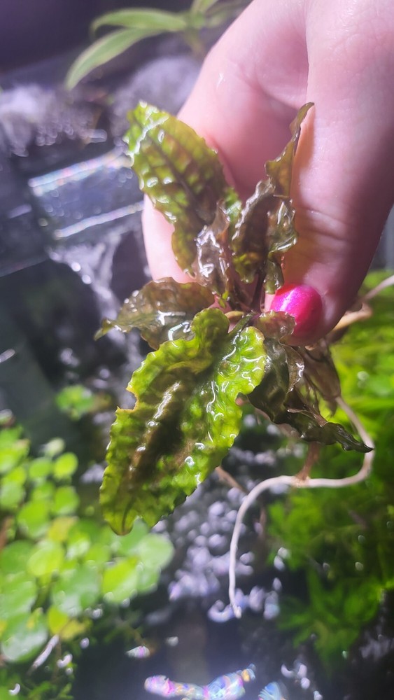 *New*Aquatic Plant Pack (Low Tech)