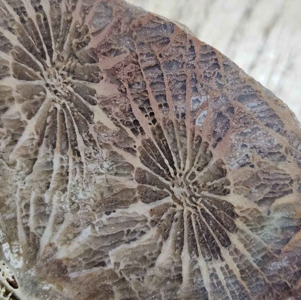 Fossized Coral Lapidary Slab 78 Grams