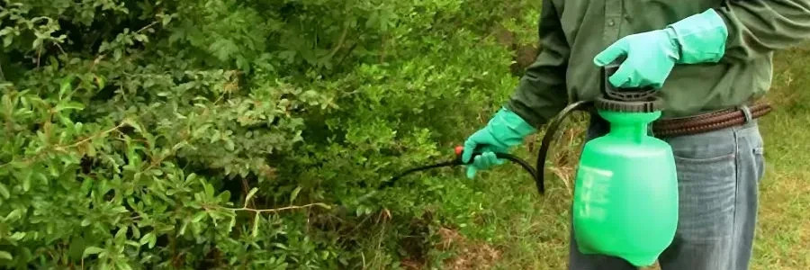 Powerful Flexible Solution for Weed Control Ahead of CanolaCONQUER II Herbicide