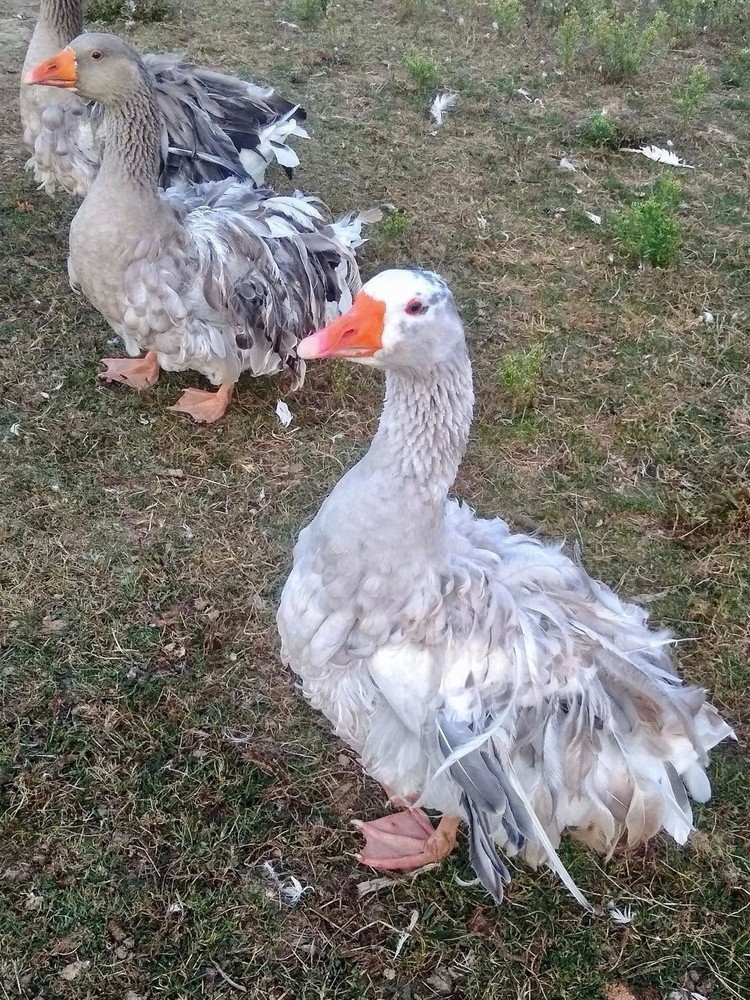2 SEBASTOPOL Mixed Color including White & Saddleback Fully Curly HATCH EGGS