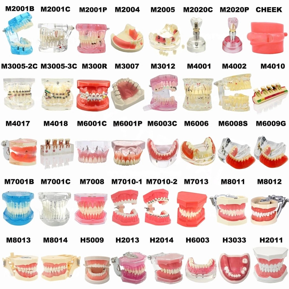 Dental Teeth Model Multiple Types Ortho Implant Practice Teaching Demo Model