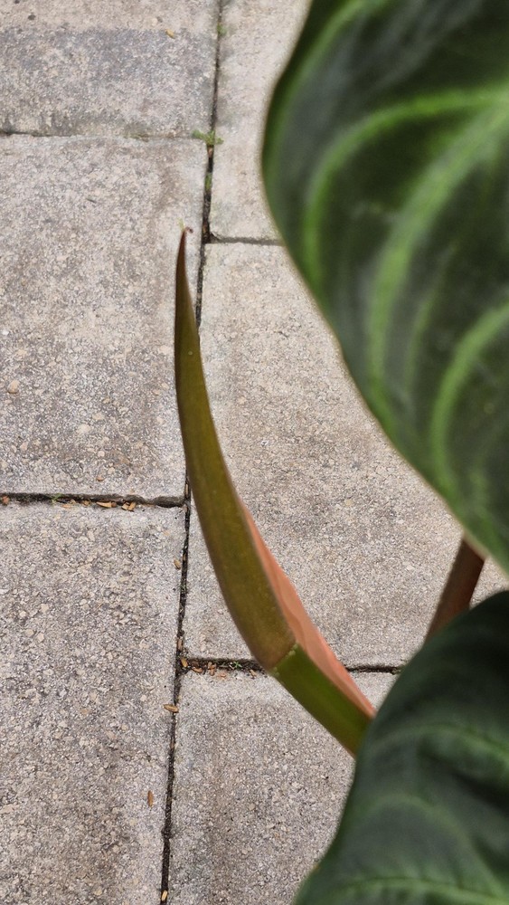 Philodendron Verrucosum Amazon Sunset (Large)