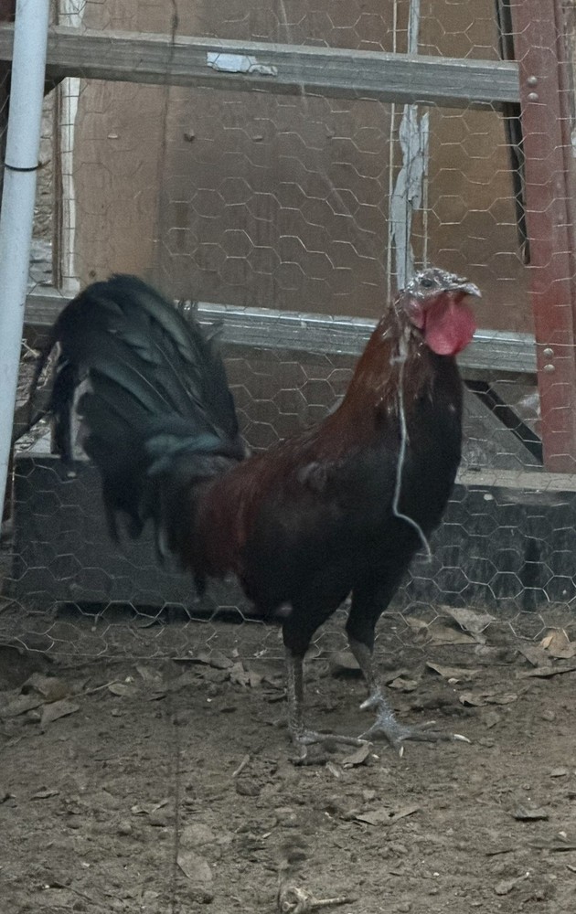 Melsim fowl hatching eggs