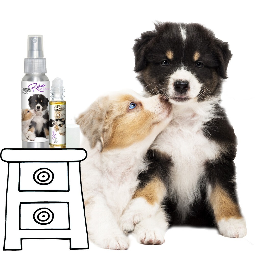 Australian Shepherd Relax Aromatherapy | Calms Your Anxious, Scared Aussie Dog