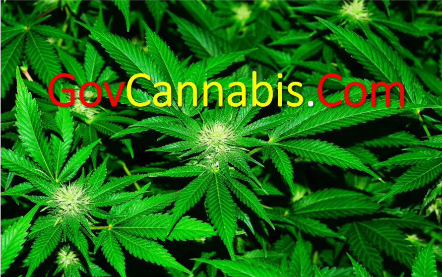 GovCannabis.com / Premium Domain Name / Gov Cannabis .com