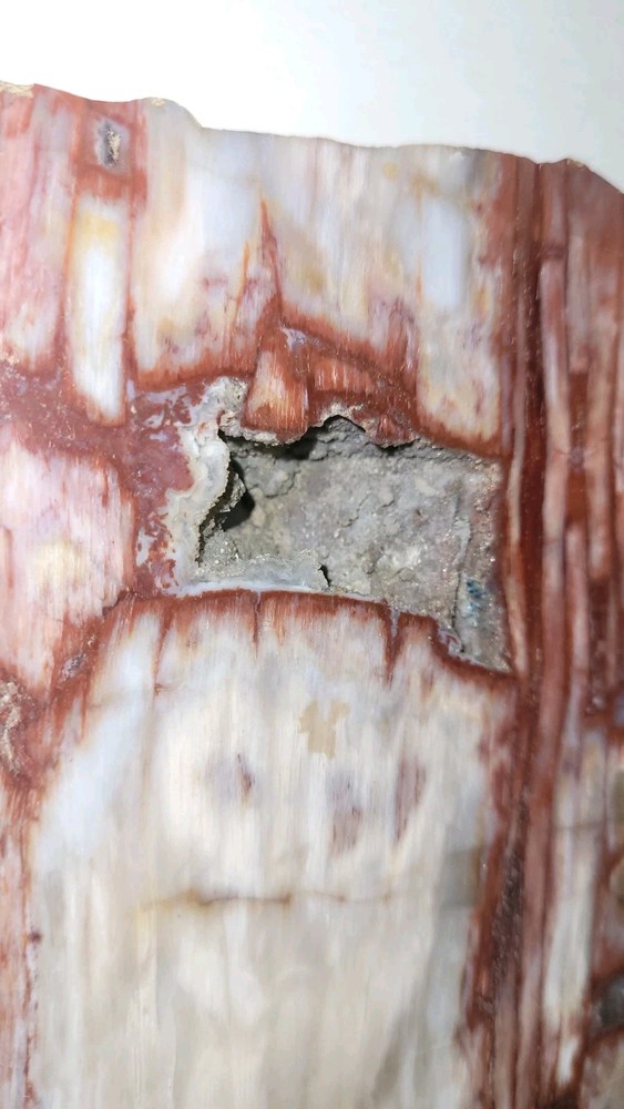 Petrified Wood Slab Polished 3lbs. 8oz.