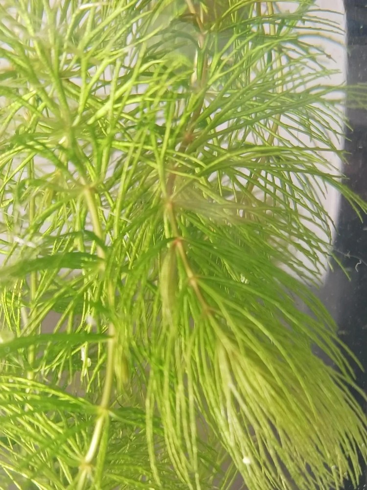 Floating Plant Combo
