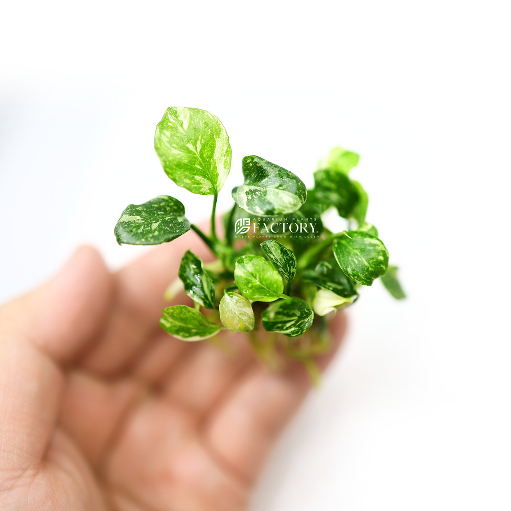 Anubias Panda Marble