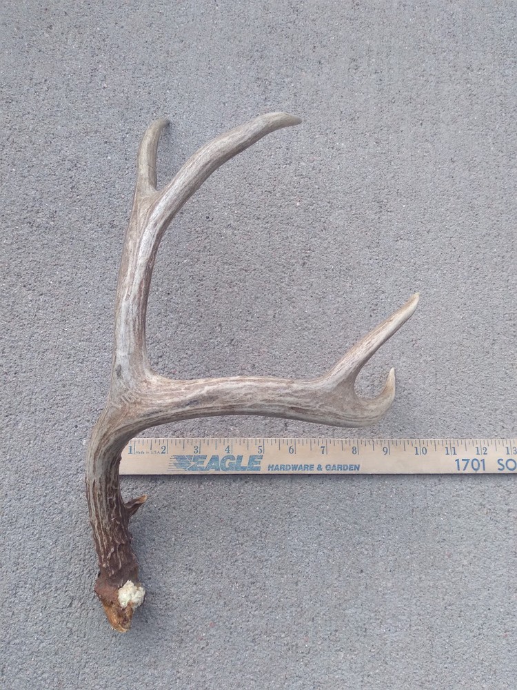 Deer Antler Shed 4 Point