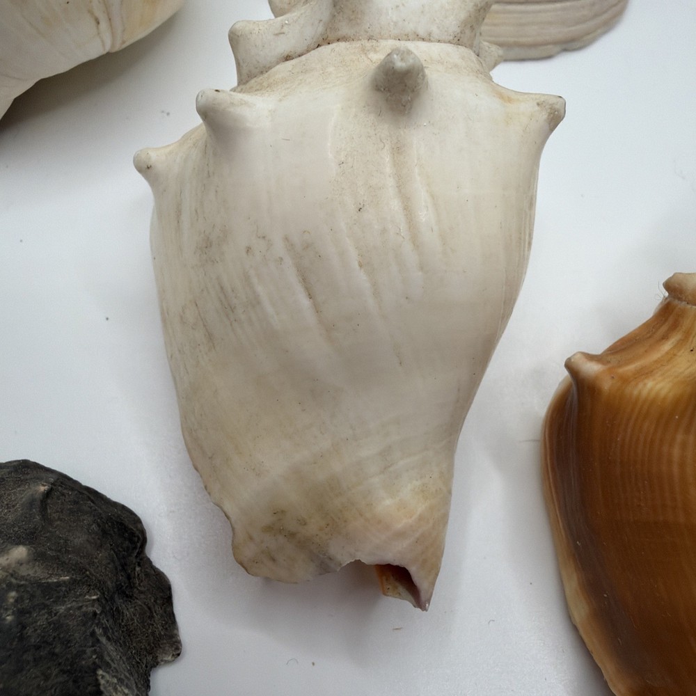 Mixed Sea Shells Lot Natural Ocean Shell Collection Craft Decor Beach Shells Set