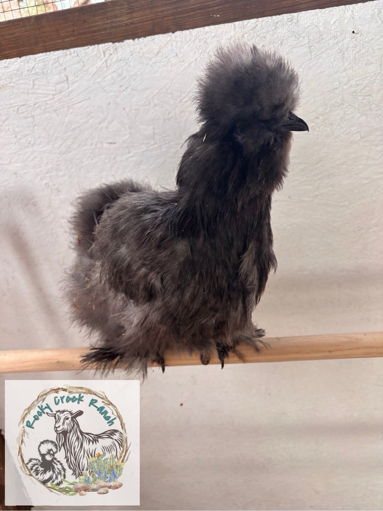 Silkie Hatching Eggs {6+}