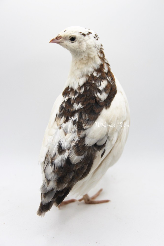 36 Coturnix Quail Hatching Eggs