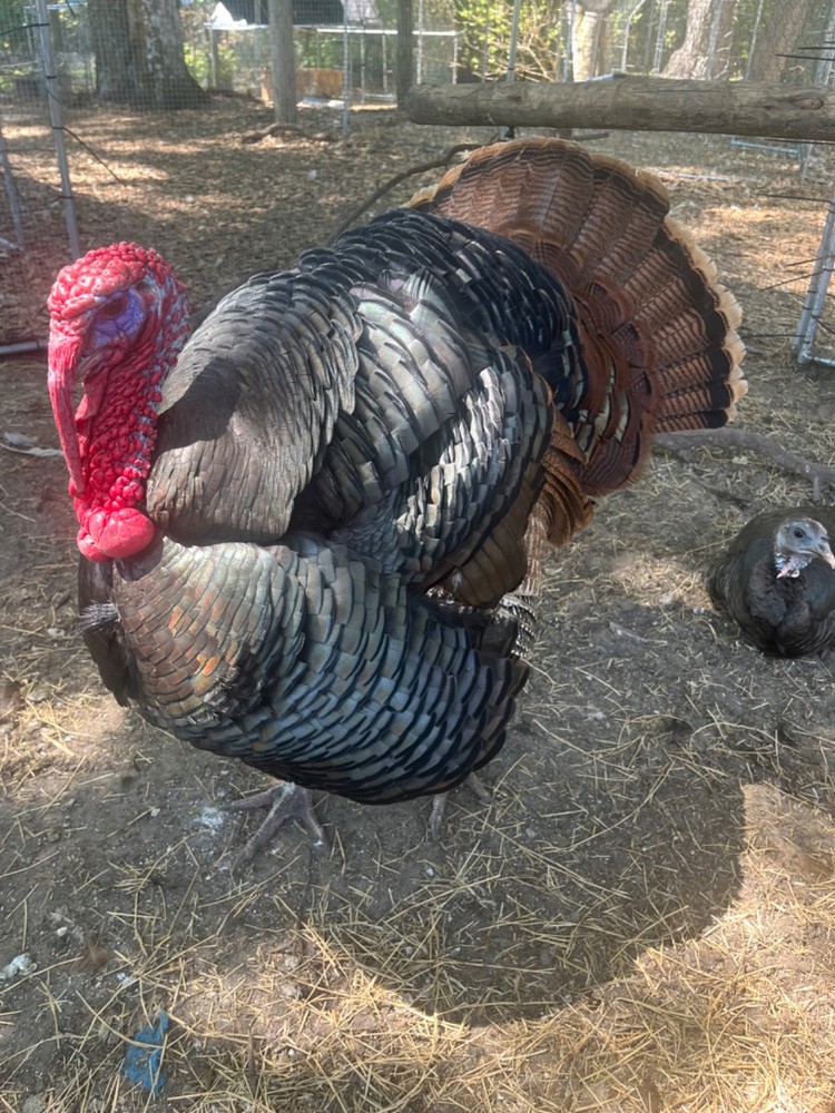 Osceola Turkey Hatching Eggs (One Dozen)