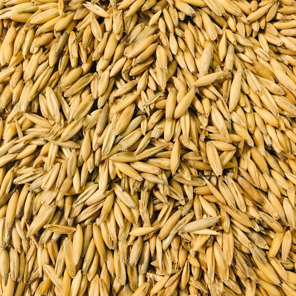 Whole Grain Oats Animal Feed Unhulled